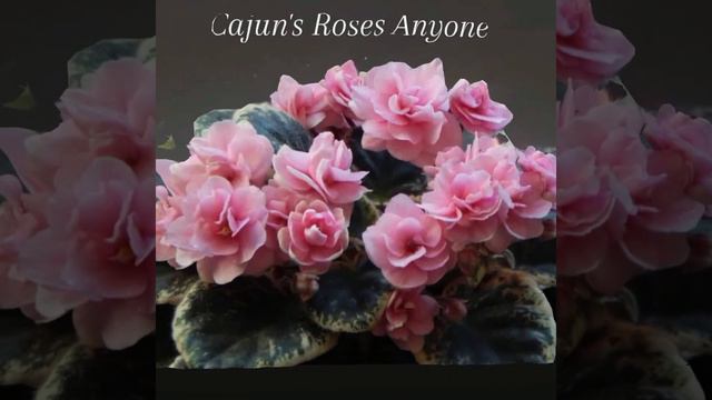 Cajun's Roses Anyone (B.Thibodeaux) Махровые розовые звезды смотреть онлайн