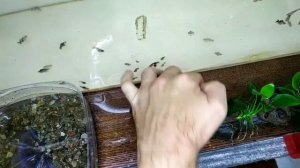 Самый простой способ как закрепить анубиас к коряге