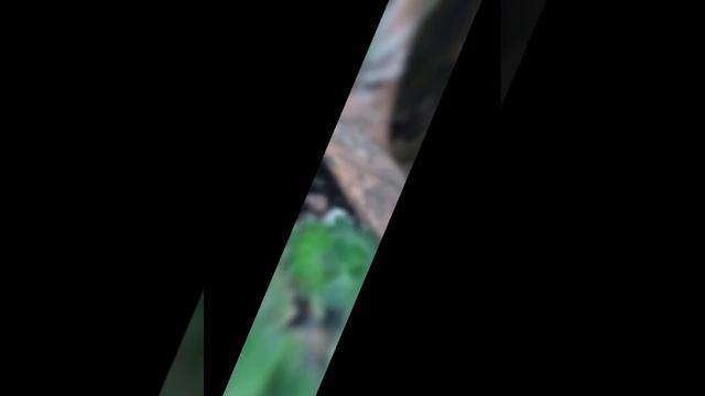 Каменная роза смотреть онлайн