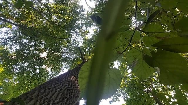 Энергия ЦИ Практика восстановления энергоинформационного потенциала после квантового перехода