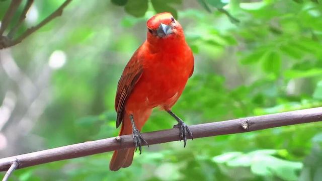 Sanhaçu-de-fogo no Rio de Janeiro смотреть онлайн