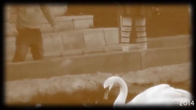 Лебеди в ВОРОНЕЖЕ смотреть онлайн