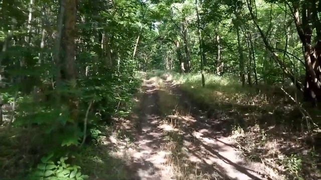 Поход в лес за грибами. Июнь 2021 смотреть онлайн