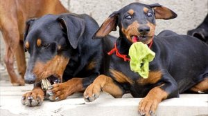 Немецкий пинчер Описание породы