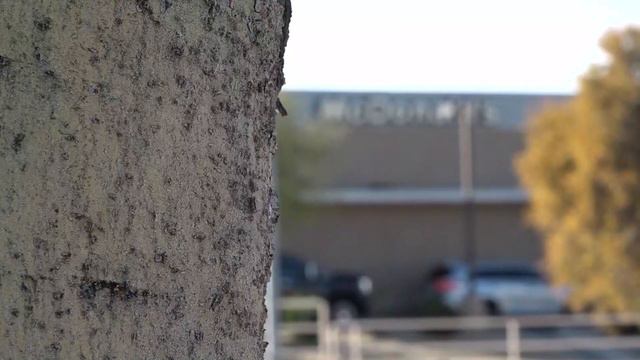 Stabbing suspect in Arizona linked to New York murder смотреть онлайн