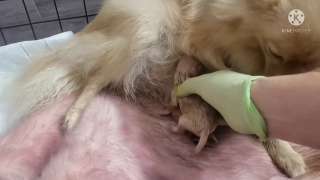 #роды#шпица Первые признаки родов у шпица. Роды смотреть онлайн