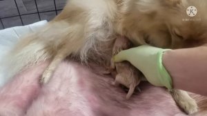 #роды#шпица Первые признаки родов у шпица. Роды