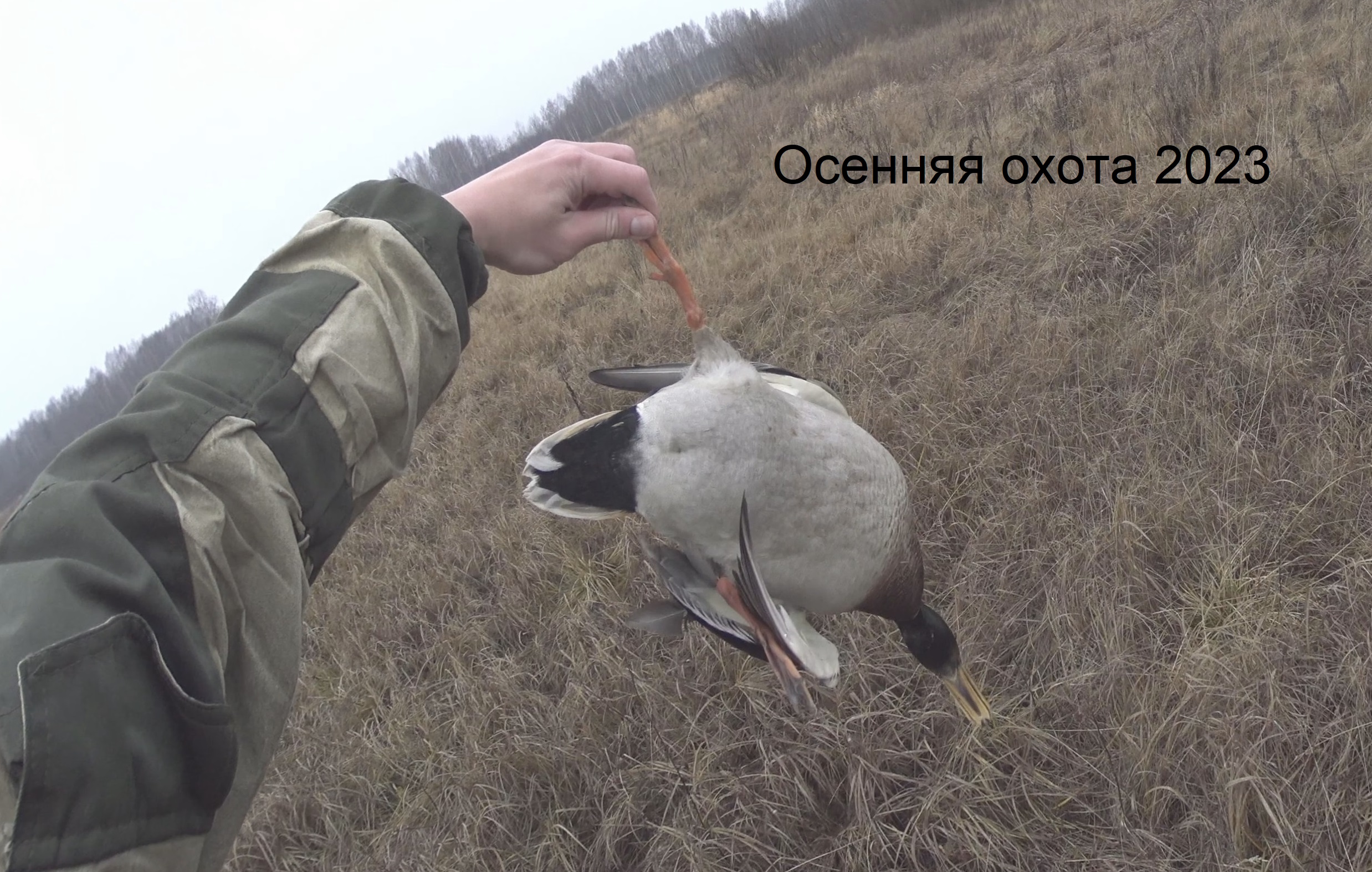 Осенняя охота с подхода на утку 2023 смотреть онлайн