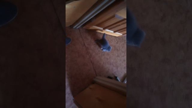5.07.20 Как приучить котенка к туалету. Медный Крючок смотреть онлайн