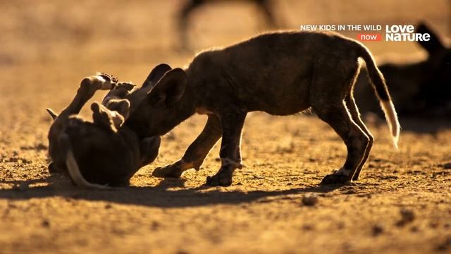 ⓵ Гиеновая собака Лайка ? Lyca the Painted Wolf смотреть онлайн