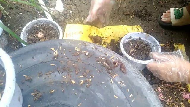 How to Propagate Alocasia Amazonica/Polly #alocasia #propagationsuccess смотреть онлайн