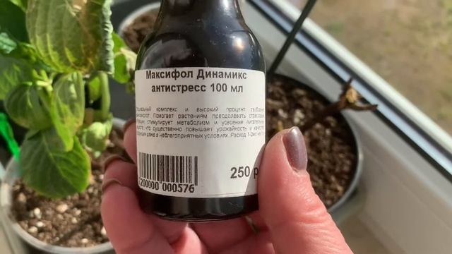 Не торопитесь выбрасывать гортензии! Как перезимовали черенки в грунте. смотреть онлайн