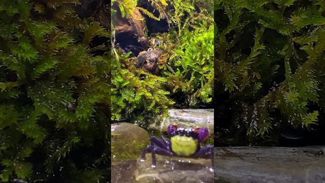 краб красный дьявол (Geosesarma Crabs)