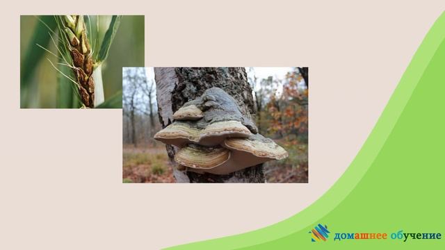Грибы. Природоведение. 5 класс смотреть онлайн