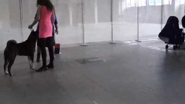 1.11.2014 судья Галина Жук (Белоруссия) смотреть онлайн