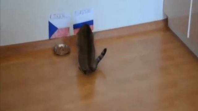 Кошка предсказывает результат матча Россия-Чехия!!!.wmv смотреть онлайн