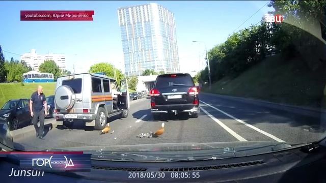 Утка с утятами парализовала движение на ТТК в Москве смотреть онлайн