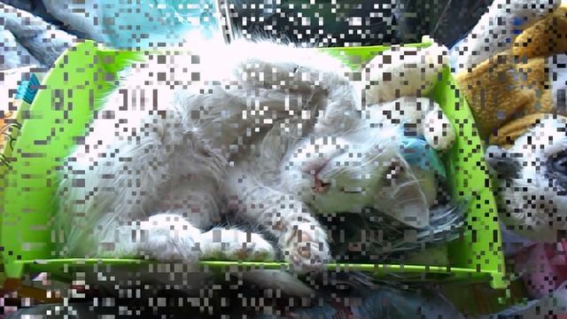делаем фурсьют кота смотреть онлайн