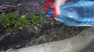 ПЕТРУШКИ будет ВАЛОМ весь сезон. Как посеять петрушку весной, чтобы быстро взошла.