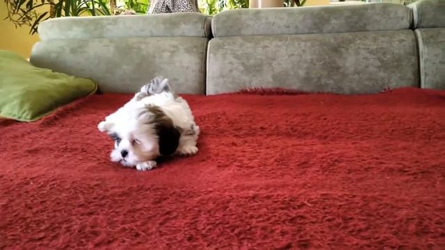 Чудо-чудное Ши-тцу девчонки смотреть онлайн