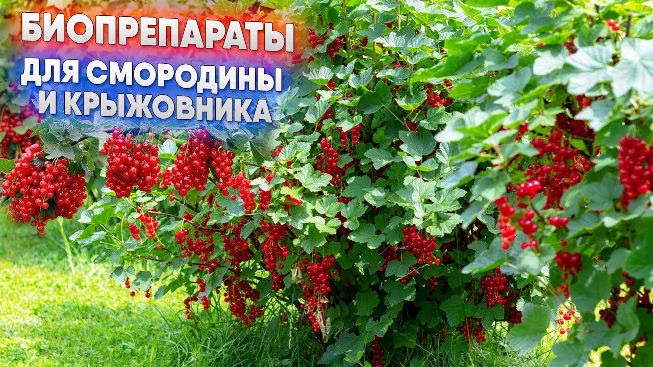 Биопрепараты для смородины и крыжовника