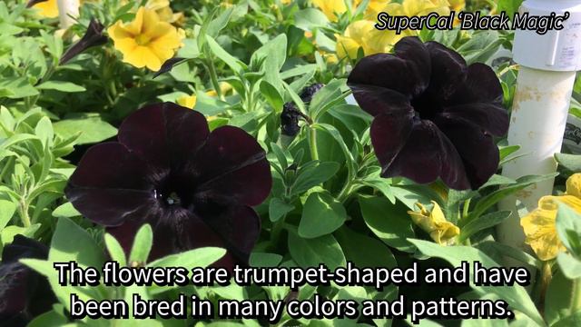 Hammond Highlight Of The Month: Petunias