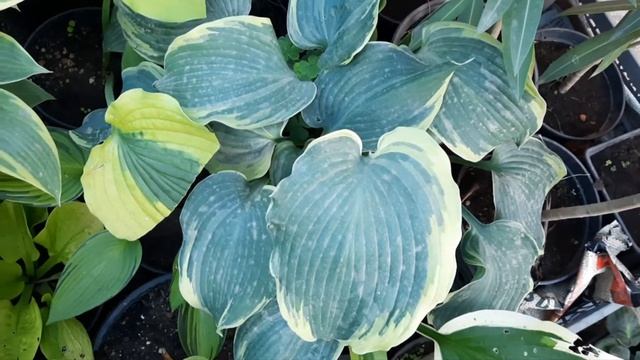 Часть 5.Обзор хост по сортам. смотреть онлайн