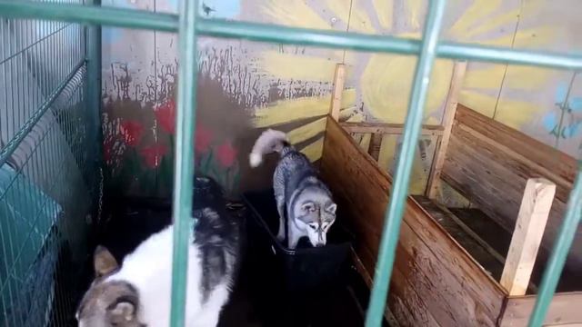 Аляскинские Маламуты и Хаски. смотреть онлайн