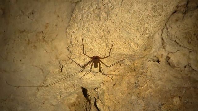 Whip Spider, Cave, Belize. Фрина, пещера, Белиз (456sp) смотреть онлайн