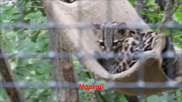 Кошки на прогулке 21.07.2020 смотреть онлайн