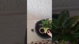 Пересадка Кротона Кодиеум Петра.