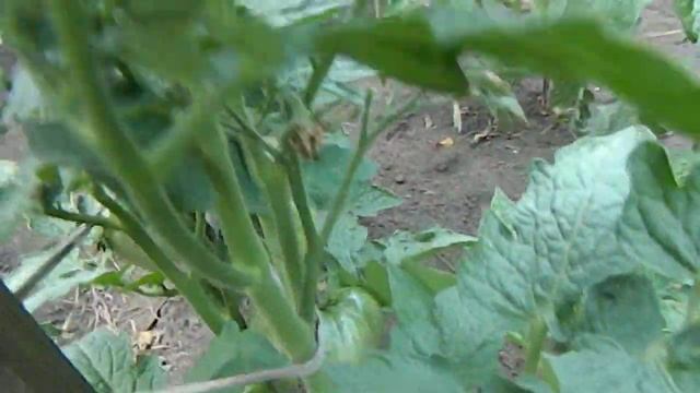 Томат Варатах гном. смотреть онлайн