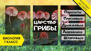 Царство Грибы. Паразиты, Лишайники, Плесень. Биология 7 класс. Виды грибов. Строение гриба. ЕГЭ