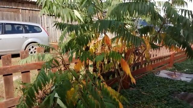 ДЕРЕВЕНСКИЕ БУДНИ И НОВОСТИ!МЫШЬ В ПОДВАЛЕ ,КОГДА НАЧНУТ НЕСТИСЬ ИНДЮШКИ?