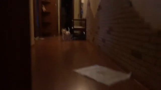 Вест Хайленд Уайт терьер смотреть онлайн