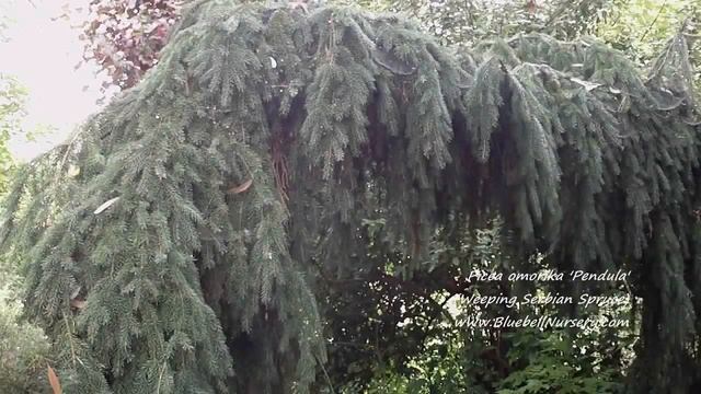 Picea omorika 'Pendula' (Weeping Serbian Spruce) смотреть онлайн
