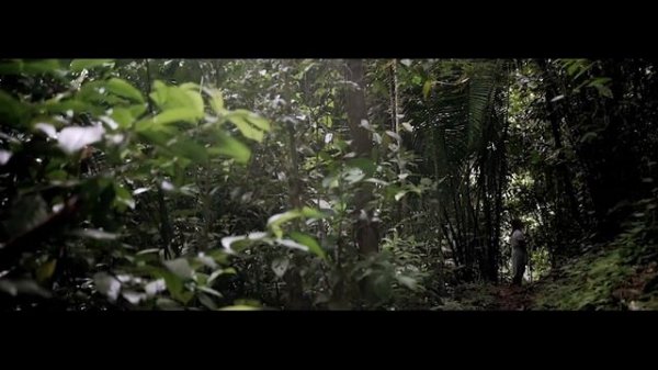 Jungle - Cinematic Videos 4K | Free Jungle Footage Stock