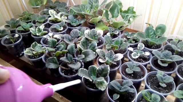 Как правильно поливать детки фиалок Советы. смотреть онлайн