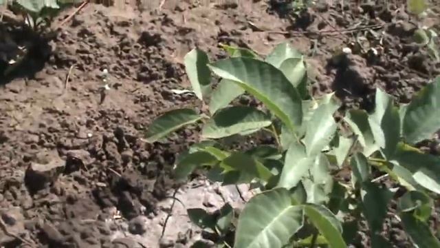 Орех. Размножение грецкого ореха с косточки. смотреть онлайн