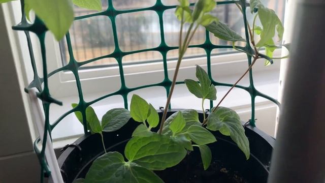 Clematis " Ville de Lyon"- Indoor Care Winter Season in ?? ??. Experiment. смотреть онлайн