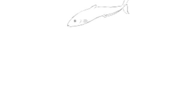 fish swim 2D.animation