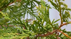 Что делать, если Туя Пожелтела  Решаем проблему и разбираем все возможные причины