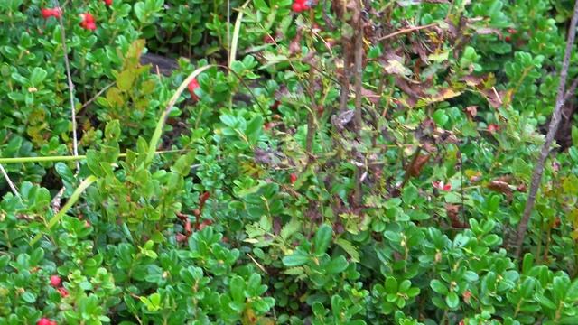 Наконец то брусника!