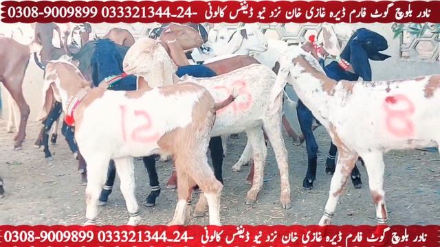 Russian Hotel Beetal Bakriyan | Pakistan Main Pehali Bar ? ♥️ ? | Top Quality Goats Qurbani 2023 смотреть онлайн