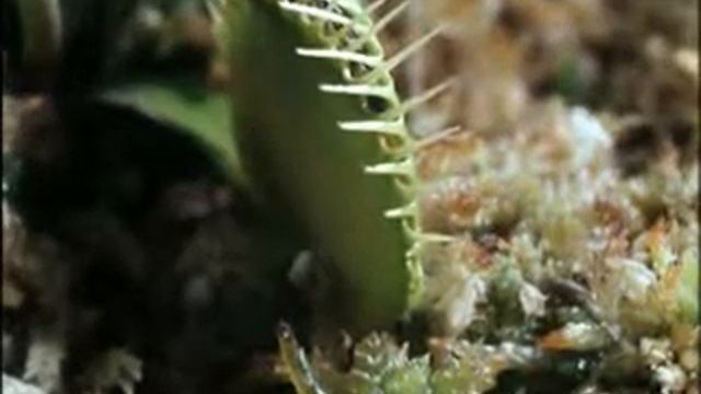 PLANT EAT смотреть онлайн