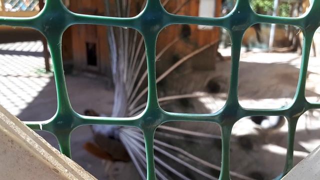 Отдых выходного дня. Усадьба Кусково, беседка с павлинами. Видео - 7. смотреть онлайн