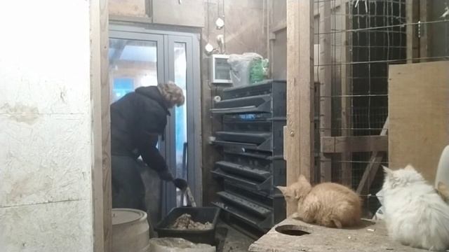 Какую птицу мы выращиваем в течении года?Водные Процедуры с главными грязнулями ? смотреть онлайн