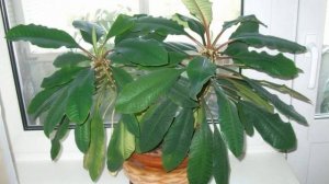 Как правильно ухаживать за молочаем беложильчатым в домашних условиях