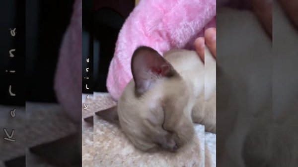 2 Бурманский котёнок Karina Freya Way*RU