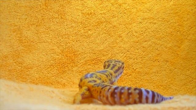 Содержание пятнистого эублефара (леопардового геккона), часть 1 смотреть онлайн